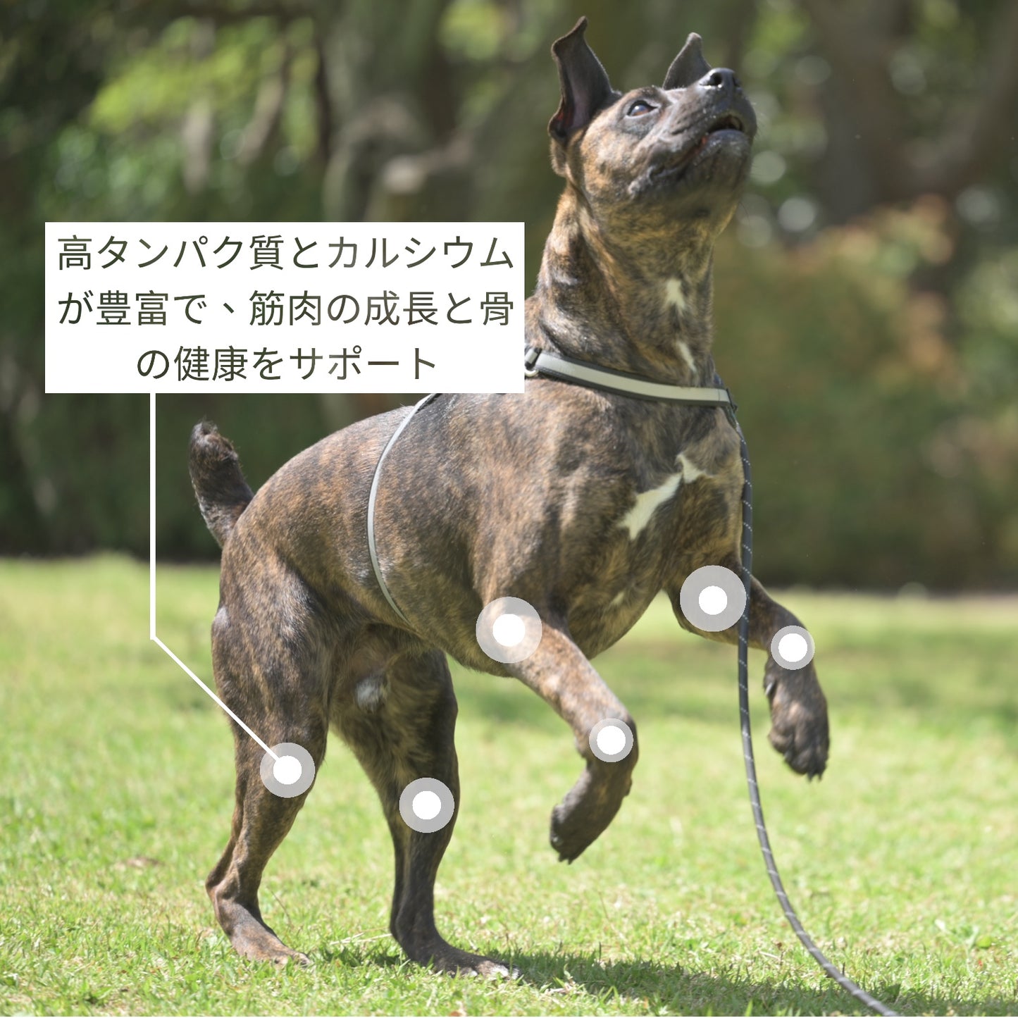 HUMAN&PETS ヒマラヤ産ヤクチーズ 無添加犬おやつ ハード ヤクミルクスティック 1本入り (L) 約100~110g