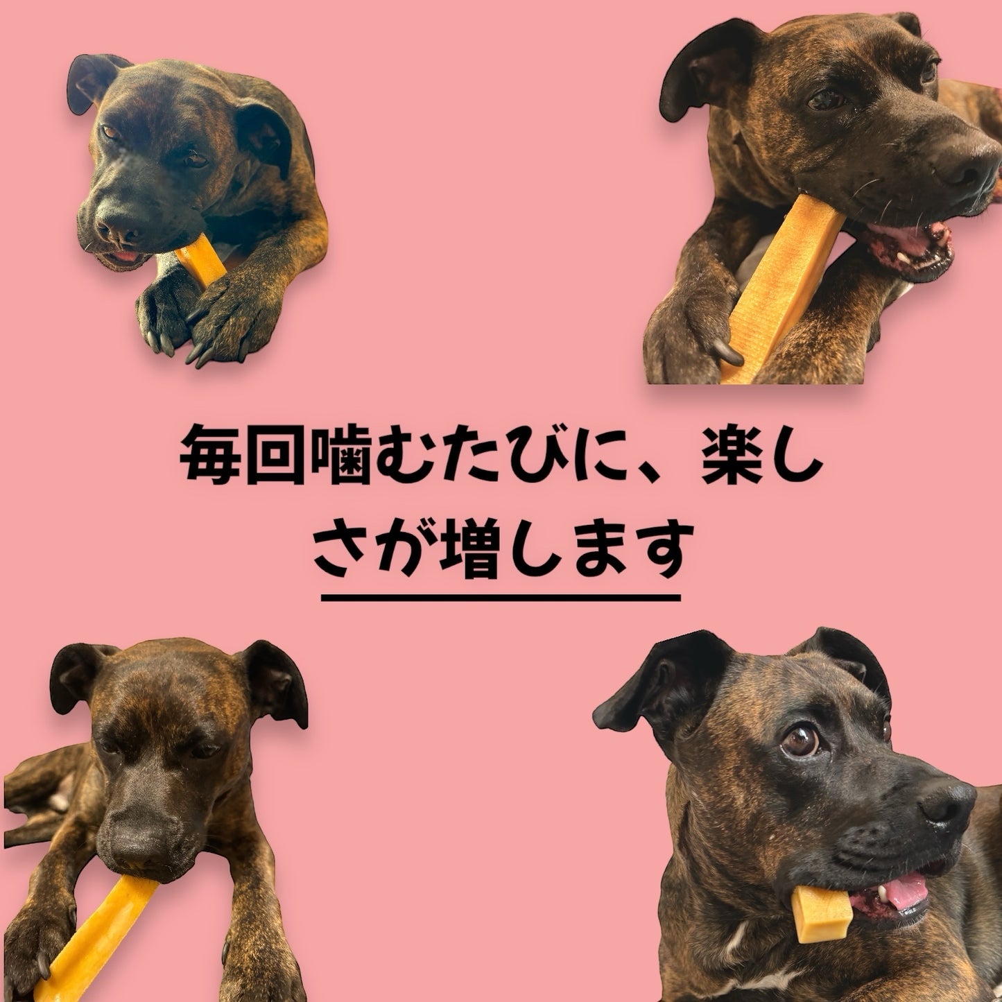 HUMAN&PETS ヒマラヤ産ヤクチーズ 無添加犬おやつ ハード ヤクミルクスティック 1本入り (L) 約100~110g