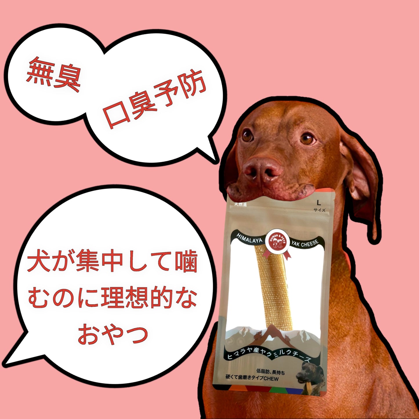 HUMAN&PETS ヒマラヤ産ヤクチーズ 無添加犬おやつ ハード ヤクミルクスティック 1本入り (L) 約100~110g