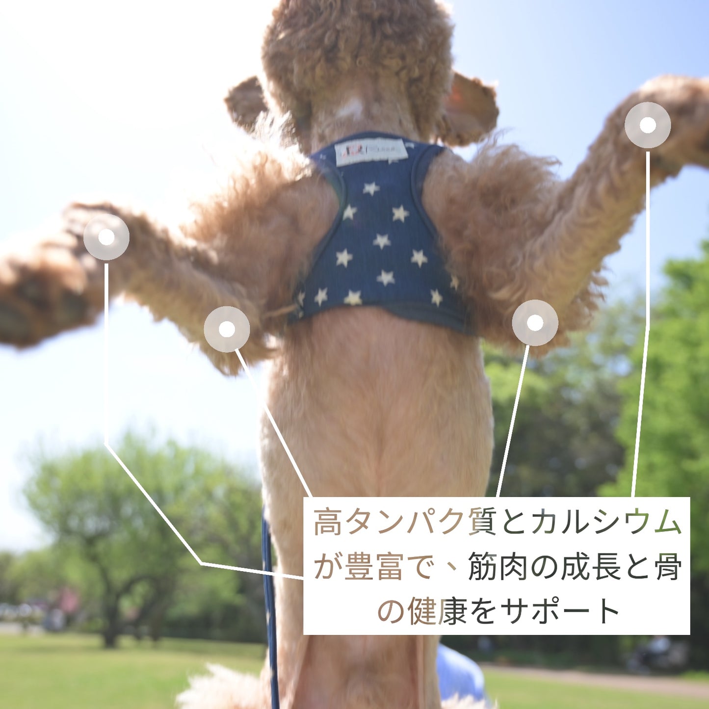 HUMAN&PETS ヒマラヤ産ヤクチーズ 無添加犬おやつ ハード ヤクミルクスティック 5本入り (S) 約150g